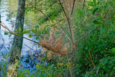 Webworms in a small tree Stock Photos