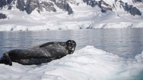 Weddell Seal Resting on Floating Ice in Antarctica 스톡 동영상 343373049