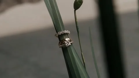 Weddign rings in a plant close up Stock Footage 339843416