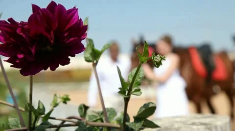 Weddind and horse Stock Footage 12691087