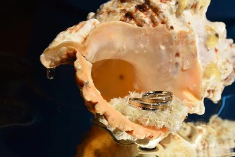 Weddind rings in shell Stock Photos
