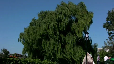 Wedding 2 Stock Footage 289064