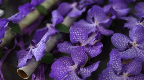 Wedding accesories Stock Footage 50877950