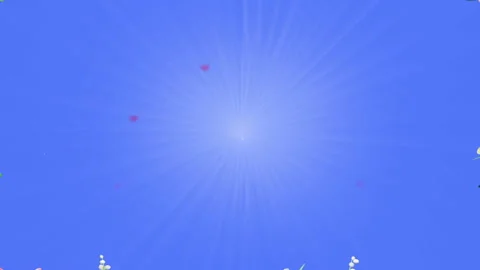 Wedding Animation Background With Blooming Roses. Stock Footage 88080610