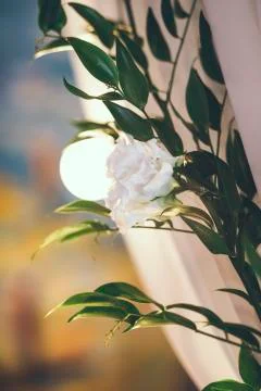 Wedding arch in studio with flowers 库存照片