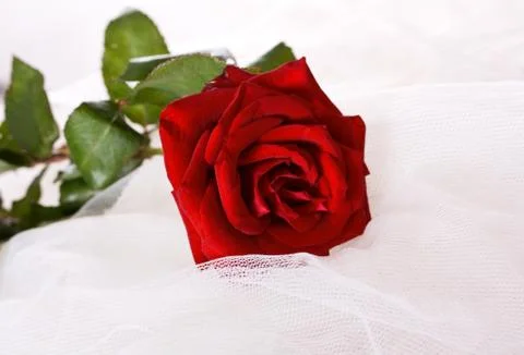 Wedding background Stock Photos