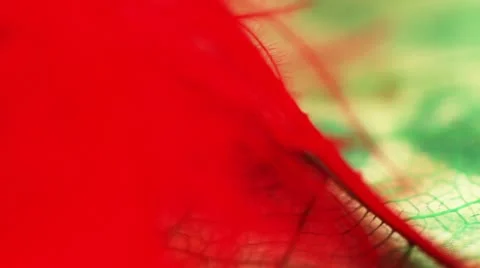 Wedding background rotate closeup Stock Footage 12525551