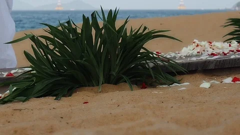 Wedding on the beach Stock Footage 91143731