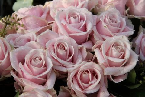 Wedding bouquet close up: pink roses Stock Photos