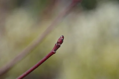 Wedding cake tree Candlelight Stock Photos