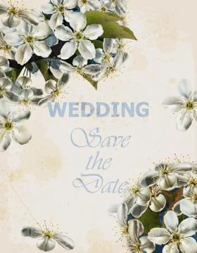Wedding card with Cherry flowers Vector. Beautiful spring frames Illustrazione stock