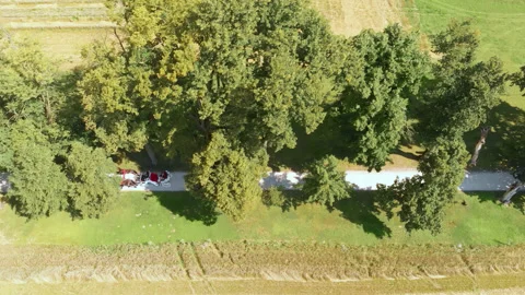 Wedding carriage on road through trees Stock Footage 318217838