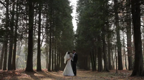 Wedding couple in a pine forest. Beautiful pine alley Stock Footage 33157627