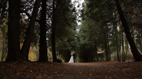 Wedding couple in a pine forest. Beautiful pine alley Stock Footage 33177880