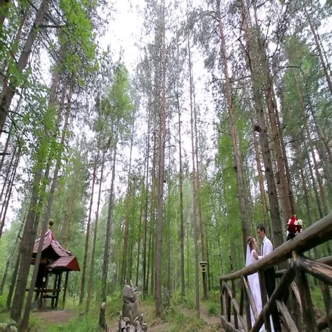 Wedding couple in a pine forest. Beautiful pine alley Vidéo 69387747
