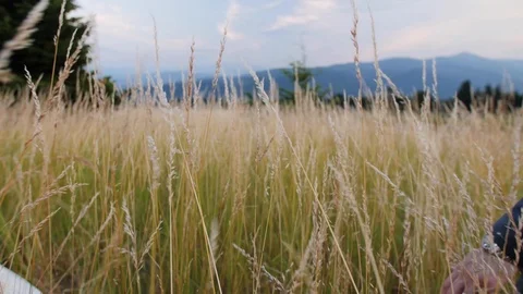Wedding couple walking through wheat field at dusk sunset, closeup on hands, 4k Vídeo Stock 104922258