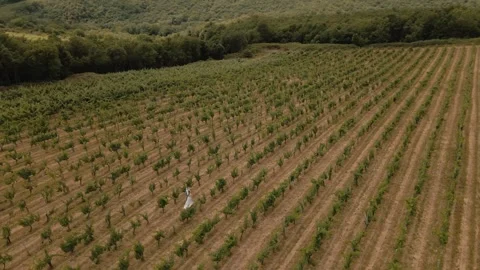 Wedding Couple Walking in Tuscan Fields at Sunset Aerial 4K Footage Stock Footage 307428412