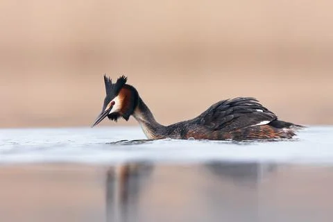 Wedding dance of Great Crested Grebe - Podiceps cristatus. Spring photo of wa Stock Photos