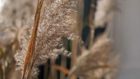 Wedding day, the bride's hand touching dry flowers.  Stock Footage 128600333