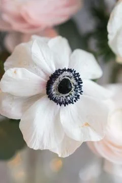 Wedding decor. festive decor. white anemone close up Stock Photos