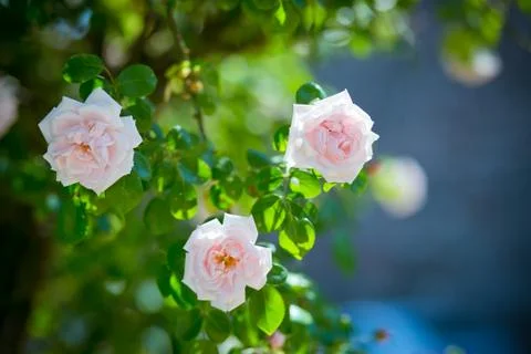 Wedding decor flowers bride Stock Photos