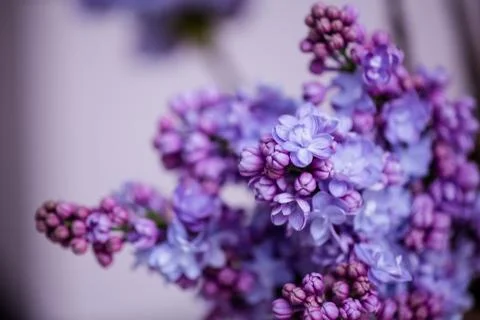 Wedding decor flowers bride Stock Photos