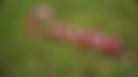 Wedding decor Stock Footage 47139916