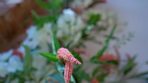 Wedding decor Stock Footage 148092385