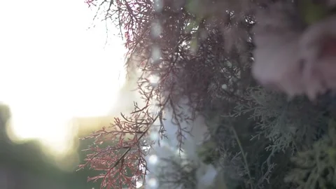 Wedding - decor Stock Footage 148092439