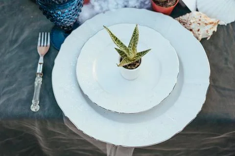 Wedding decor on the table with succulents Stock Photos