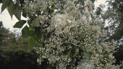 Wedding decor. Wedding ceremony area. Stock Footage 256298507