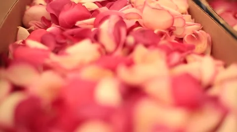 Wedding decorations, decorations, flowers Stock Footage 55069967