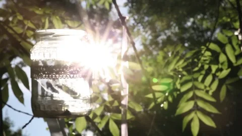 Wedding decorations in the tree 動画素材 71888826