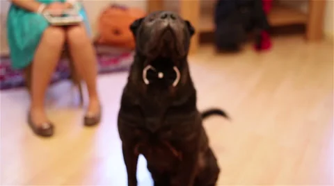 Wedding dog Stock Footage 47450541