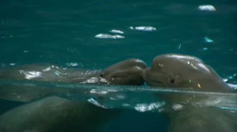 Wedding of dolphins Stock Footage 264701