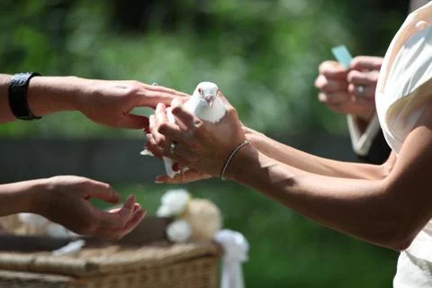 Wedding dove Fotos de archivo