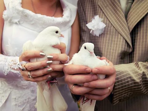Wedding doves close-up in the hands of the bride and groom Stock-Fotos
