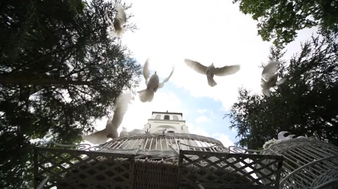 Wedding doves Stock Footage 42707429