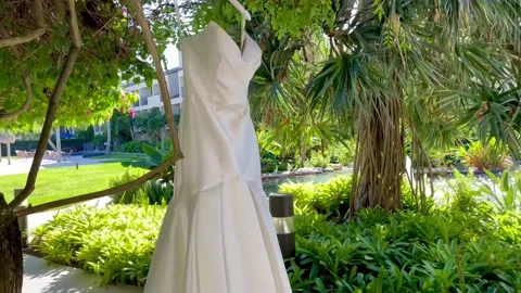 Wedding dress on the tree Video stock 229496544