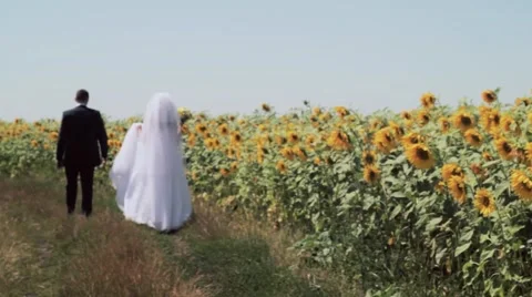 Wedding on a Field of Sunflowers. Stock Footage 52489146