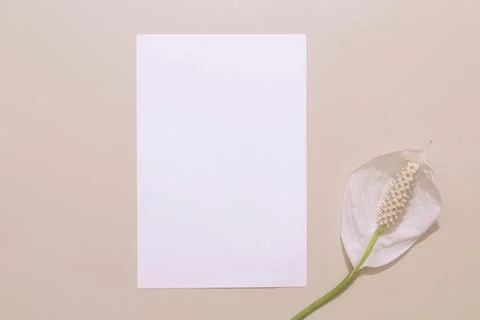 Wedding flat lay composition with blank paper card and Spathiphyllum flower.. Stock Photos