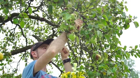Wedding floristics in a rustic style Stock Footage 65915413