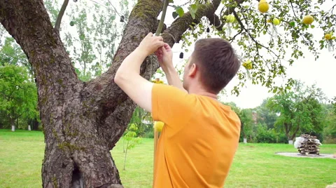 Wedding floristics in a rustic style Stock Footage 66430551