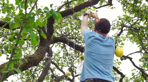 Wedding floristics in a rustic style Stock Footage 66431069