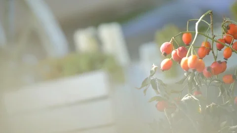 Wedding Floristics In a Rustic Style Stock Footage 89889938