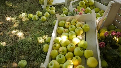 Wedding Floristics In a Rustic Style Stock Footage 89890060