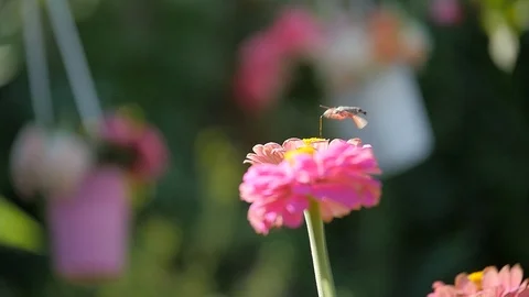 Wedding Flower Stock Footage 89890179