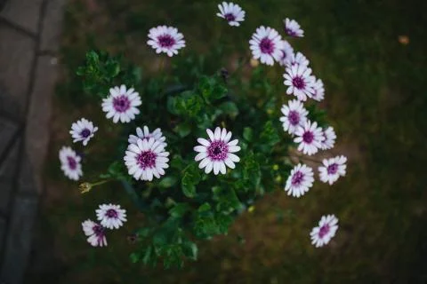 Wedding Flowers Stock Photos