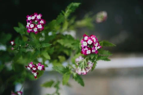 Wedding Flowers Stock Photos