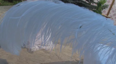 Wedding Stock Footage 988521